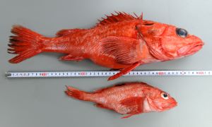 クリックで拡大表示 キチジとアラスカキチジの比較