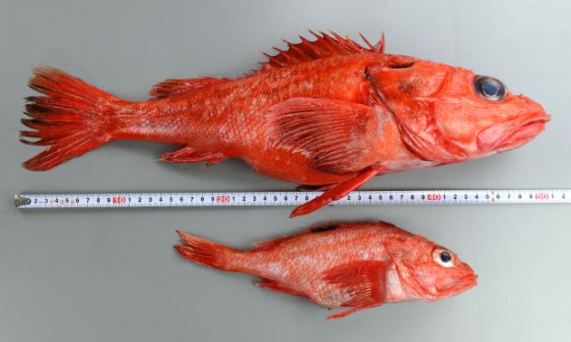 キチジとアラスカキチジの比較