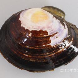 ワスレイソシジミ 軟体 市場魚貝類図鑑