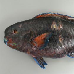 アオブダイ 魚類 市場魚貝類図鑑