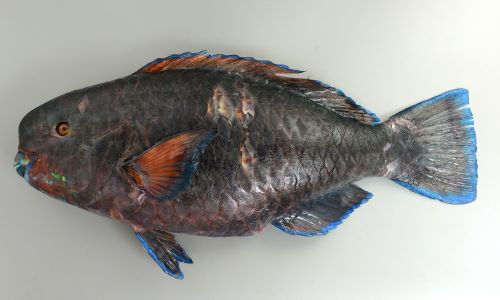 アオブダイ 魚類 市場魚貝類図鑑 アオブダイ 魚類 市場魚貝類図鑑