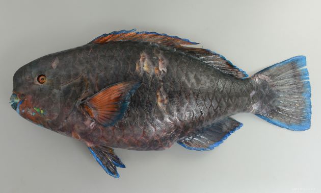 アオブダイ 魚類 市場魚貝類図鑑
