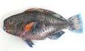 アオブダイのサムネイル写真