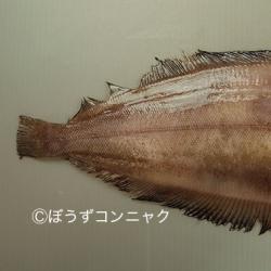アメリカヒレグロ ヒレナガナメタガレイ 市場魚貝類図鑑