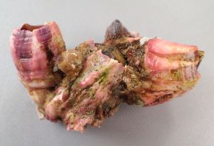 アカフジツボのサムネイル写真