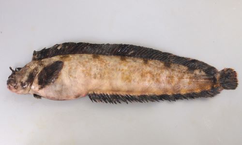 フサギンポ、ヒラメ フサギンポ | 魚類 | 市場魚貝類図鑑