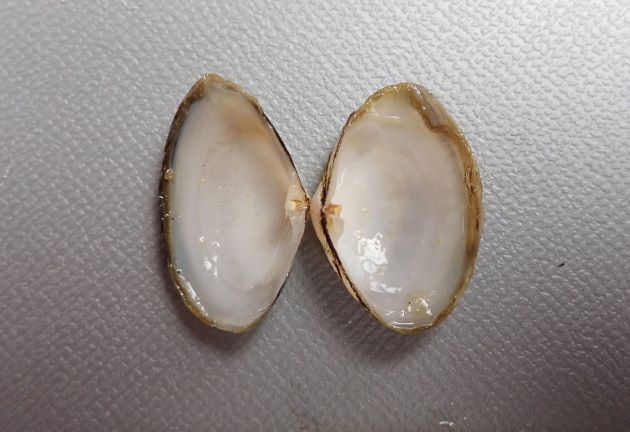 殻長25mm前後になる。アサリと比べると小型。比較的膨らみが薄く、褐色の殻皮をかぶる。右殻の方が左の殻よりも殻高がある。