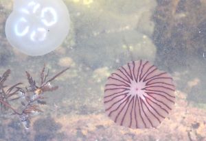 クリックで拡大表示