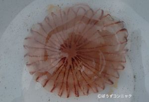 アカクラゲのサムネイル写真