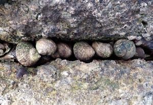 クリックで拡大表示