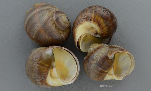 【fossil】二枚貝８３種類タマガイ科他４１種類フトコロガイ科他４３種類 fossil様専用】二枚貝83種類タマガイ科他41種類フトコロガイ
