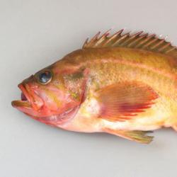 ヤナギノマイ 魚類 市場魚貝類図鑑 ヤナギノマイ 魚類 市場魚貝類図鑑