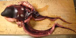 クリックで拡大表示 茹でムラサキダコ