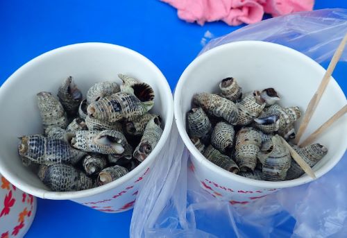ウミニナ 軟体 市場魚貝類図鑑