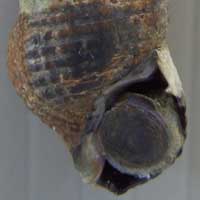 ホソウミニナの見分け方