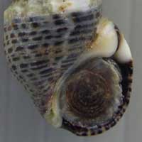 ウミニナの見分け方