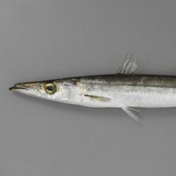 ヤマトカマス ミズカマス 市場魚貝類図鑑