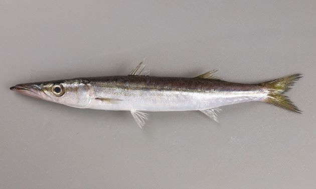 体長35cm前後になる。体側に斑紋がなく、背鰭と腹鰭は同じくらいの位置から始まるが、腹鰭の方がやや後方から始まる。鰓に1本の鰓耙がある。