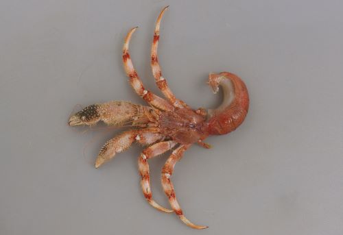 ラスバンホンヤドカリ 甲殻 市場魚貝類図鑑