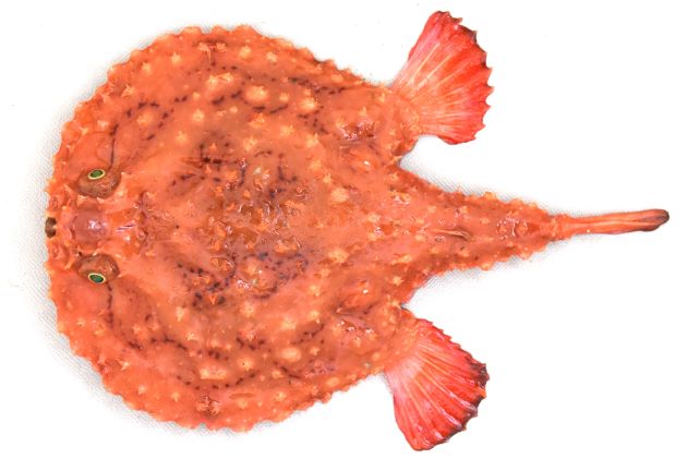 30cm SL 前後になる。縦扁(平たい)くエイのように体盤部分と尾に分かれていて、体盤部分は丸く円盤状。表側には無数の鋭い棘があり、実線と点線の混ざる左右対称を思わせる褐色の文様があったりほとんどなかったりする。口は大きく斜め前下方に開く。エスカは最前方のくぼみに納まっている。裏面の皮はザラザラとした布状で厚みがある。
