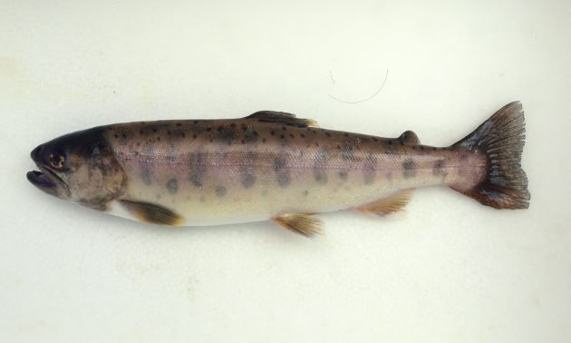 体長30cm前後になる。成熟してもサケの幼時にあるパーマーク（Parr mark）体側に並んでいるが、赤い点は見られない。［写真は養殖されたもので鰭が欠けていたり、色がくすんでいる。］