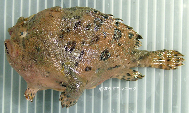 カエルアンコウの形態写真