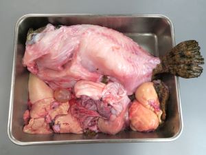 クリックで拡大表示