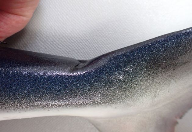 尾鰭基底背面にくぼみがある。尾柄部に弱い隆起線があるが、幼魚にはない。