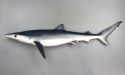 ヨシキリザメのサムネイル写真