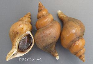 クリックで拡大表示