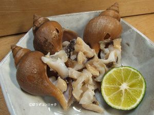 クリックで拡大表示 マドカエゾボラの刺身