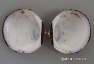 クリックで拡大表示