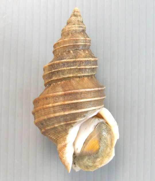 11cm SL 前後になる。貝殻は白いが黄褐色の殻皮をかぶる。貝殻は薄く縫合はくびれる。体層の螺肋は細くくっきりしている。縫合下には不規則な褶（畝状の皺）がある。外唇は厚くなり反転する。（島根県大田産）
