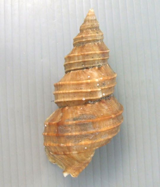 11cm SL 前後になる。貝殻は白いが黄褐色の殻皮をかぶる。貝殻は薄く縫合はくびれる。体層の螺肋は細くくっきりしている。縫合下には不規則な褶(畝状の皺)がある。外唇は厚くなり反転する。(島根県大田産)