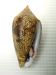 タガヤサンミナシのサムネイル写真