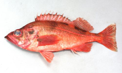 あかうお アラスカメヌケ (アカウオ) | 市場魚貝類図鑑