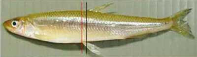 ワカサギ 魚類 市場魚貝類図鑑