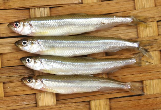 10cm SL前後になる。細長く側扁する。臀鰭起部は背鰭起部よりも前にある。胸鰭は頭部の後ろにあって腹鰭のように見える。胸鰭・腹鰭・臀鰭の間が離れている。脂鰭がある。