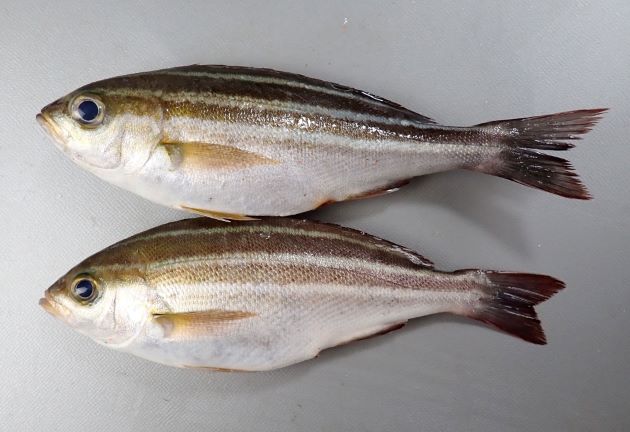 40cm SL 以上になる。側扁形（左右に平たい）。目がやや大きく、成魚は全体に青灰色で。幼魚、若魚はやや明るい茶色で濃い褐色の縞文様が縦に走る。［15cm SL・73g］