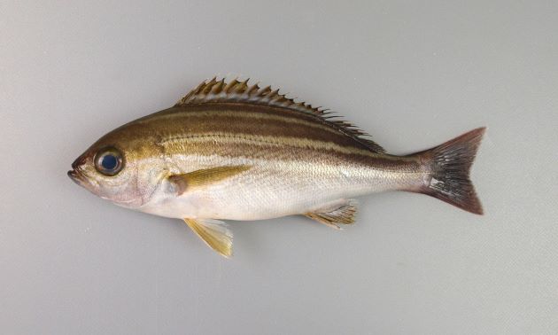 40cm SL 以上になる。側扁形（左右に平たい）。目がやや大きく、成魚は全体に青灰色で。幼魚、若魚はやや明るい茶色で濃い褐色の縞文様が縦に走る。［若魚］