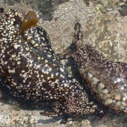 アメフラシ 軟体 市場魚貝類図鑑 アメフラシ 軟体 市場魚貝類図鑑