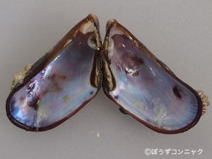 クリックで拡大表示