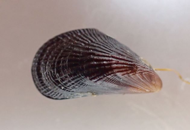 2cm SL 前後。貝殻に毛がなく、殻頂(向かって左の先端)が丸みを帯びる。内面は白い。
