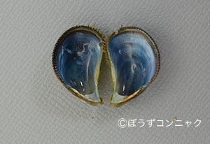 クリックで拡大表示