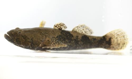 ドンコ西ページ ドンコ | 魚類 | 生物図鑑 | 新潟市水族館