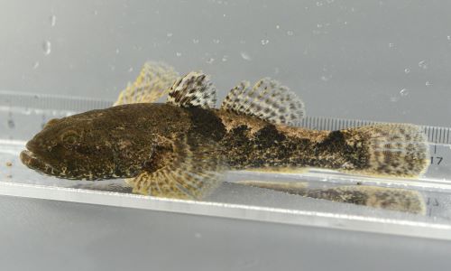 ドンコ | 魚類 | 市場魚貝類図鑑