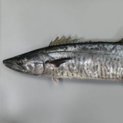 ヨコシマサワラ 魚類 市場魚貝類図鑑 ヨコシマサワラ 魚類 市場魚貝類図鑑