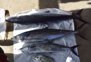 クリックで拡大表示