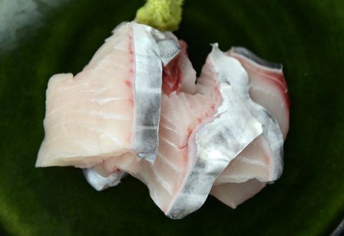 ヨコシマサワラ 魚類 市場魚貝類図鑑
