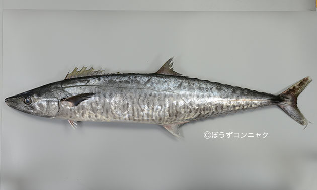 ヨコシマサワラの形態写真